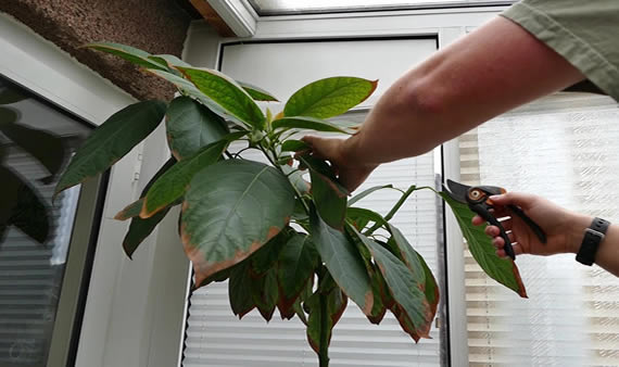 Pruning an indoor plant