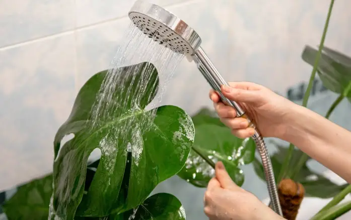 Washing a monstera houseplant with shower head