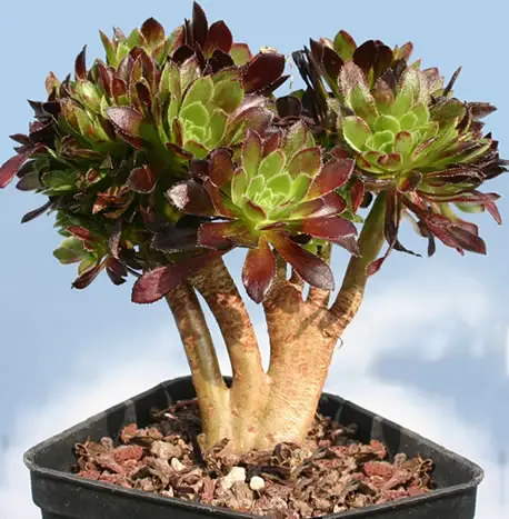 Aeonium arboreum