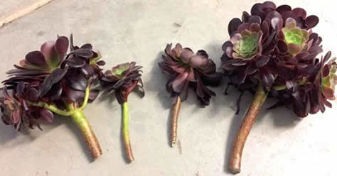 Aeonium black rose stem cuttings