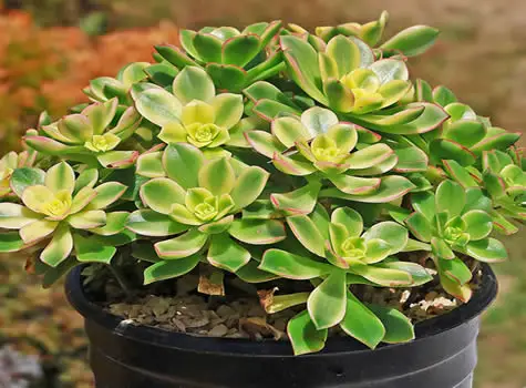 Aeonium kiwi