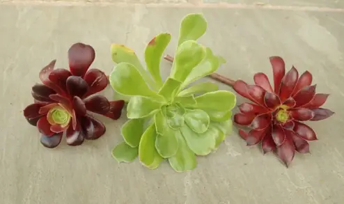 Aeonium offset pups
