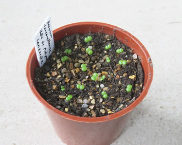 Aeonium seedlings