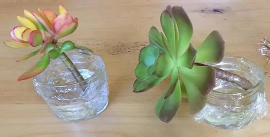 Aeonium water propagation