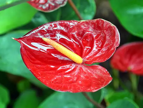 Anthurium andraeanum a.ka. Flamingo Flower