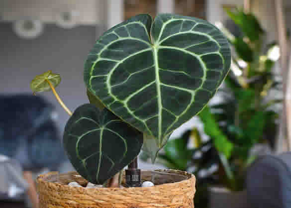 Anthurium clarinervium