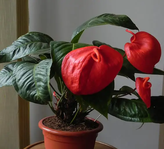 Anthurium scherzerianum
