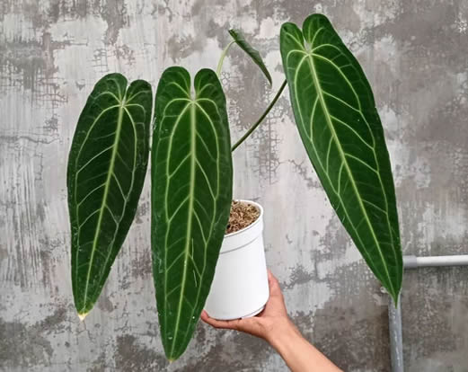 Anthurium warocqueanum a.k.a. Queen Anthurium