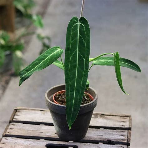 Anthurium warocqueanum potted