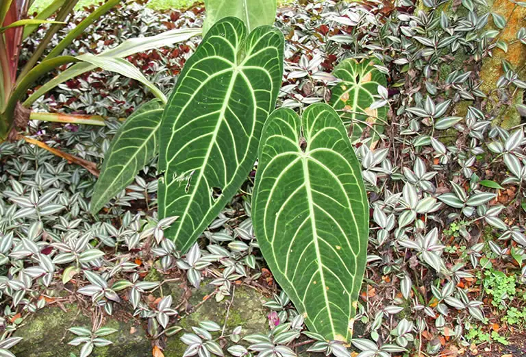 Anthurium warocqueanum