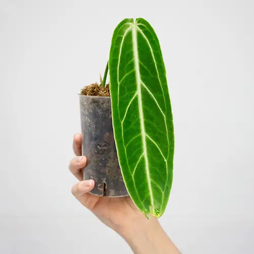 Anthurium warocqueanum
