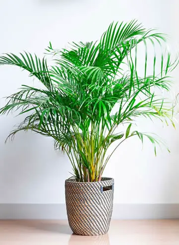 Areca Palm potted