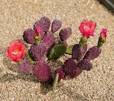 Baby Rita Prickly Pear Cactus