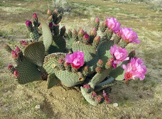Beavertail Cactus Opuntia basilaris