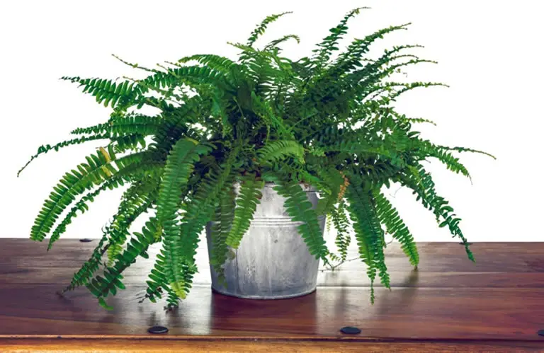 Boston Fern Care