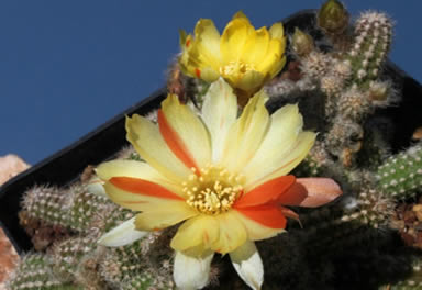 Chamaelobivia Arlequin Peanut Cactus