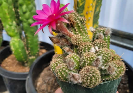 Chamaelobivia Rose Quartz Peanut Cactus