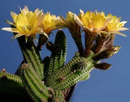 Chamaelobivia Yellow Bird Peanut Cactus