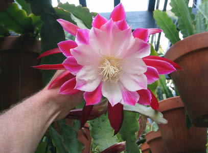 Clown orchid cactus