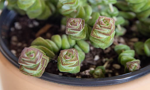 Crassula Perforata String of Buttons