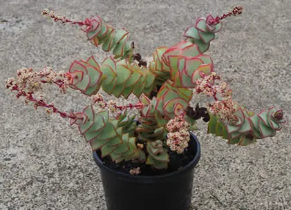 Crassula perforata Giant Form