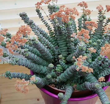 Crassula perforata × Crassula rupestris