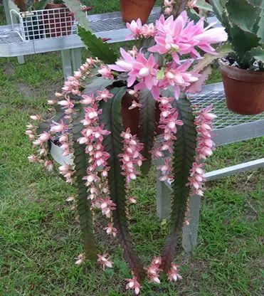 Deutsche Kaiserin orchid cactus