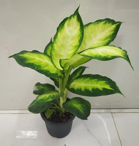 Dieffenbachia Honeydew