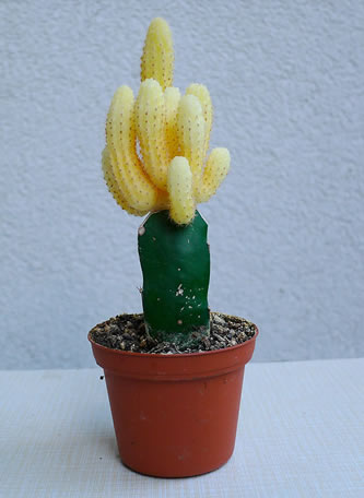 Echinopsis chamaecereus Lutea Peanut Cactus