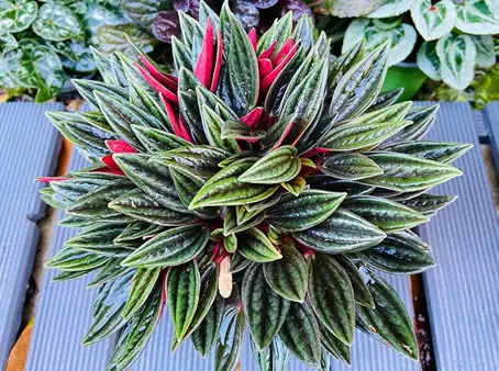 Emerald Ripple Peperomia