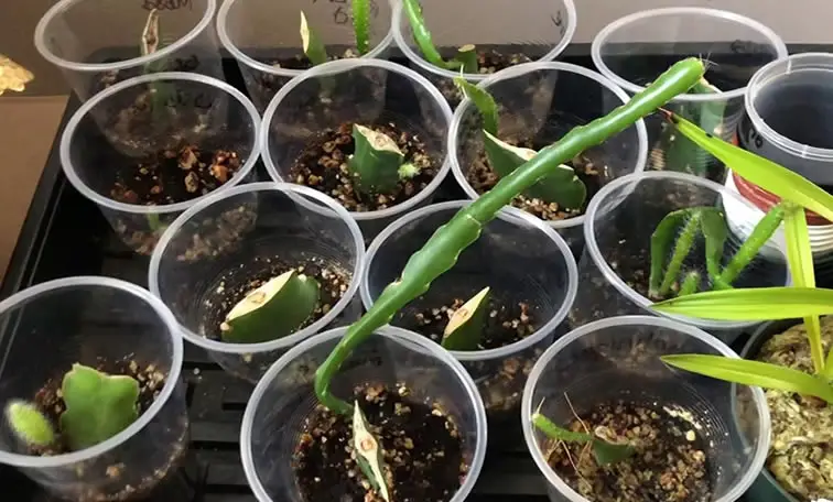Epiphyllum Orchid Cactus Propagation