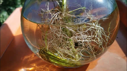 Epiphyllum water propagation