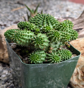 Euphorbia Suzannae with offsets