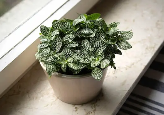Fittonia Nerve Plant by window