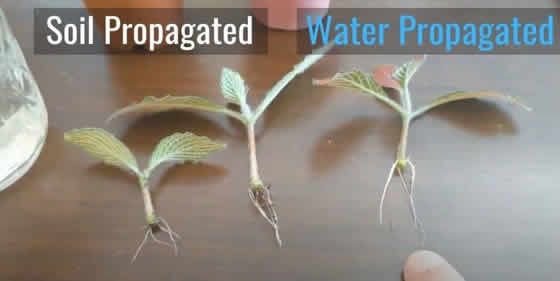 Fittonia Soil vs Water Propagation