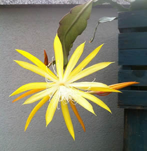 Frühlingsgold orchid cactus