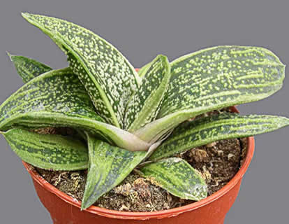 Gasteria Little Warty