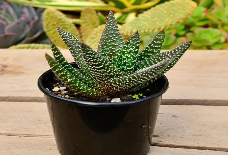 Gasteria Plant