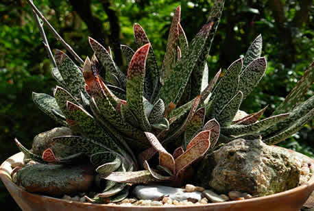 Gasteria bicolor