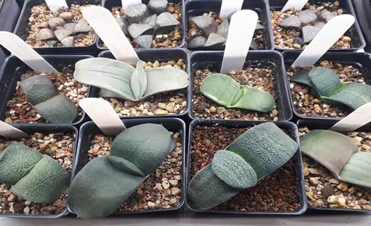 Gasteria growing from seed