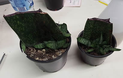 Gasteria leaf propagation
