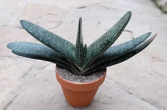 Gasteria maculata