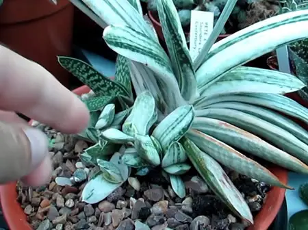 Gasteria offsets
