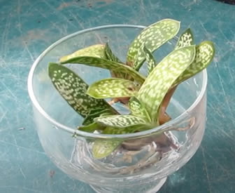 Gasteria propagation in water