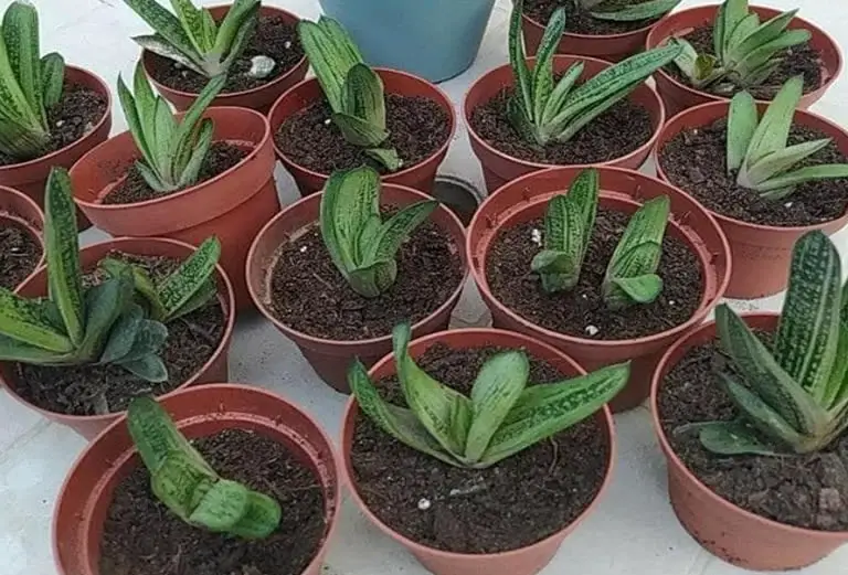 Gasteria Propagation