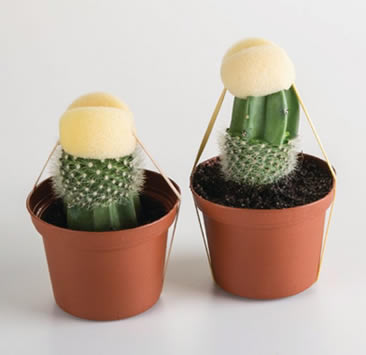 Grafting on moon cactus