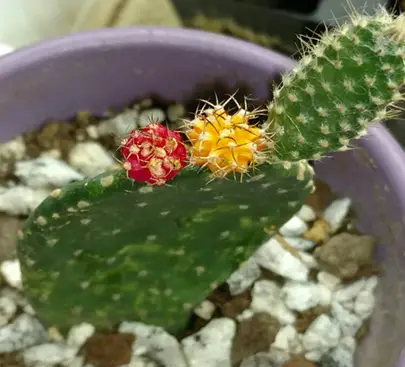 Gymnocalycium mihanovichii moon cactus graft