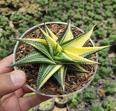 Haworthia Limifolia Variegated