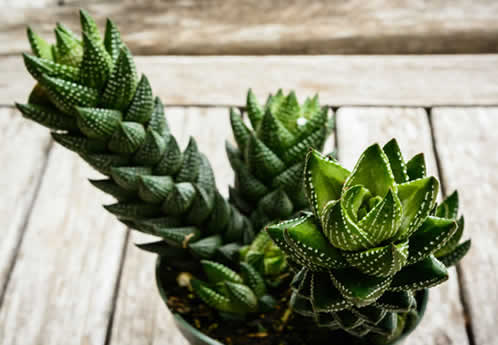 Haworthia coarctata
