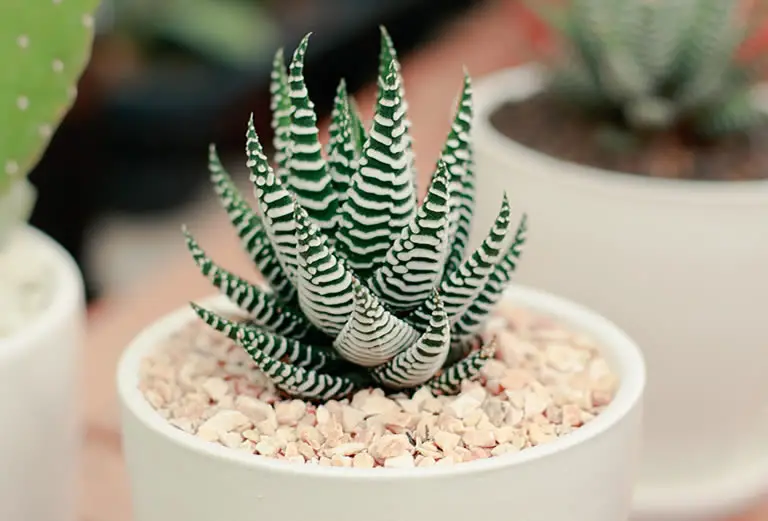 Haworthia houseplant